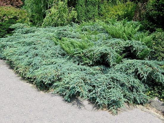 Juniperus pfitzeriana „Arctic“ biljka
