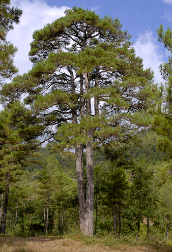 Pinus nigra -visoki četinar