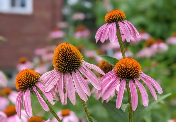echinacea u polju