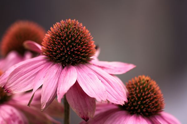 echinacea purple
