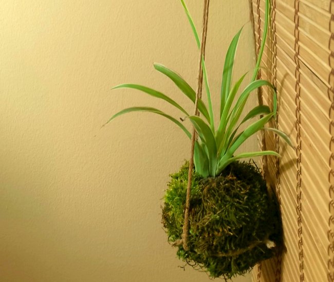 kokedama hanging