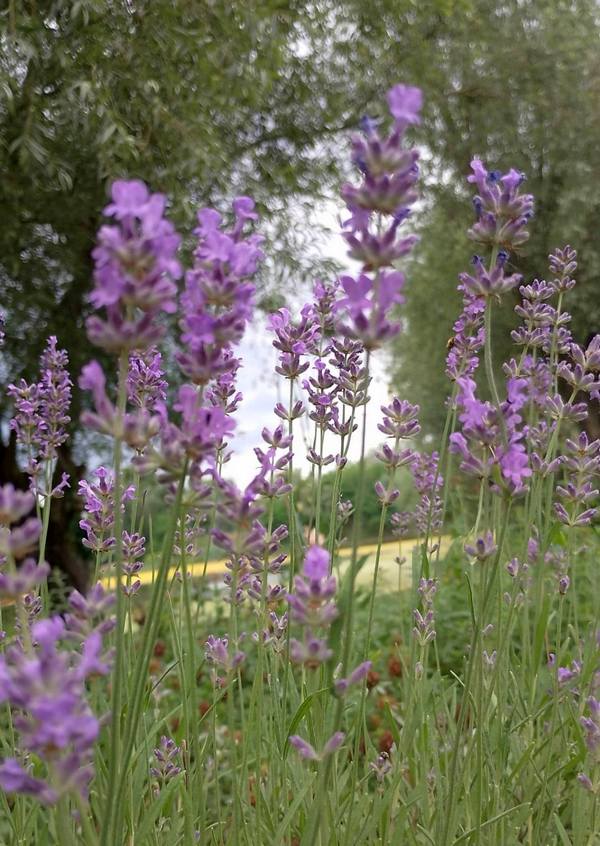 lavandula