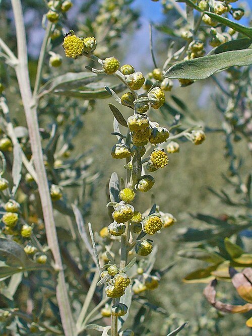 Artemisia absinthium-pelin-cvet