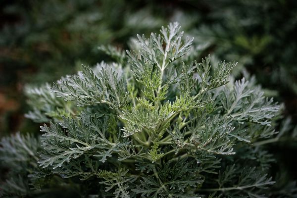 Artemisia absynthium - pelin