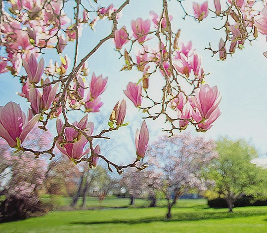 drvo magnolije