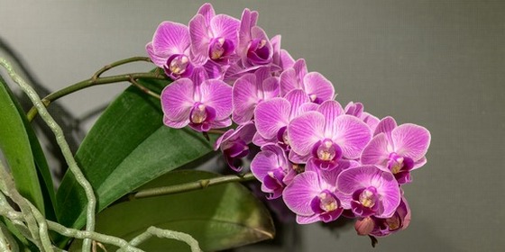 Grana orhideje