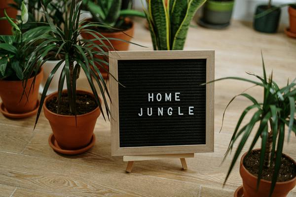 sobne biljke preko zime