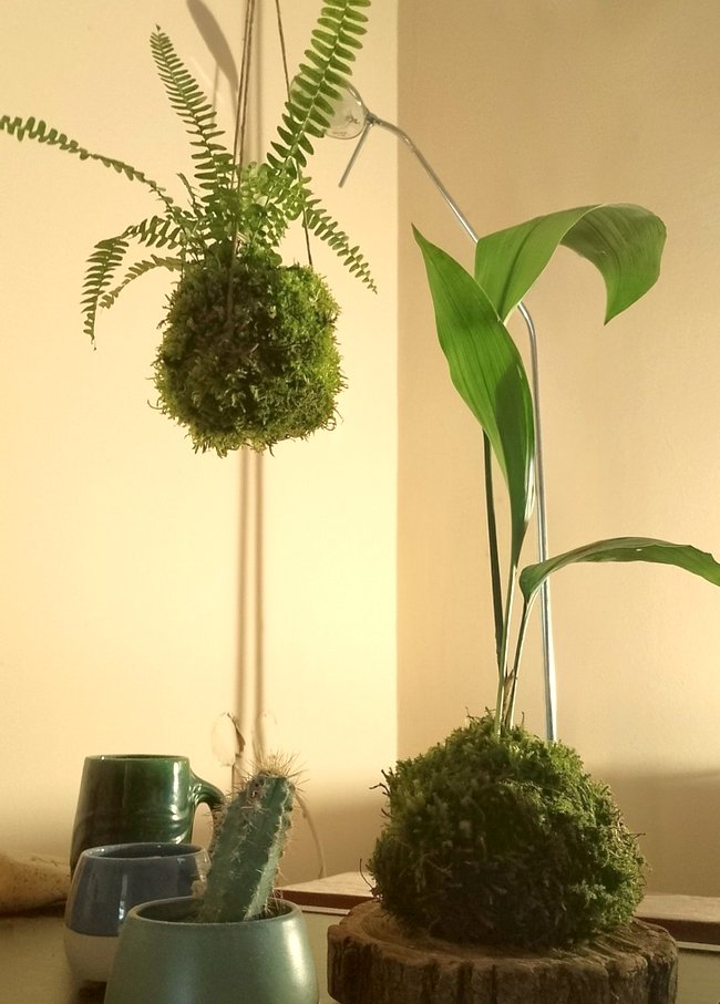 kokedama photo
