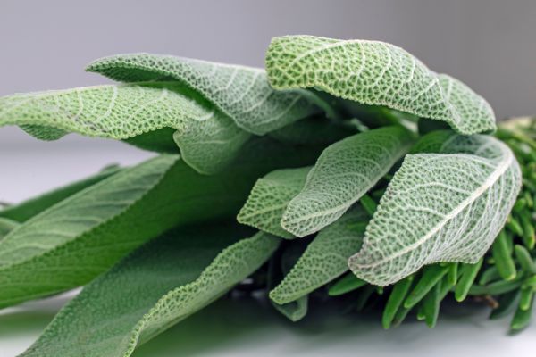 salvia officinalis
